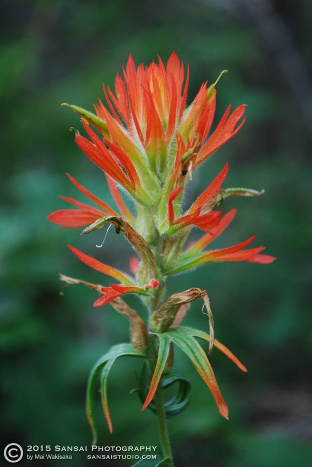 IndianPaintBrush-LincolnNationalForest-July2015c